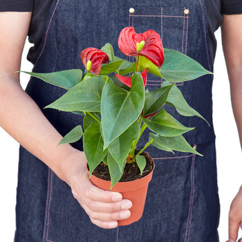 Anthurium Andraeanum Red