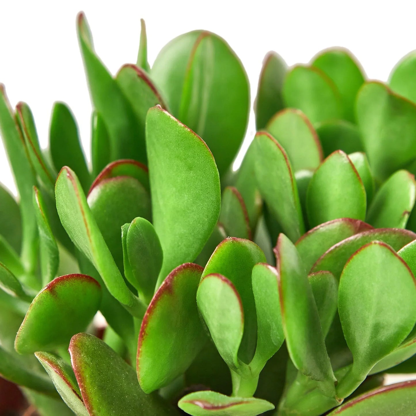 Thick red rimmed green leaves of the Jade Succulent Plant