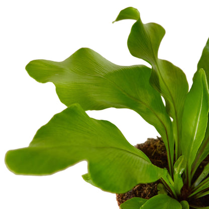 Nidus Fern Leaves