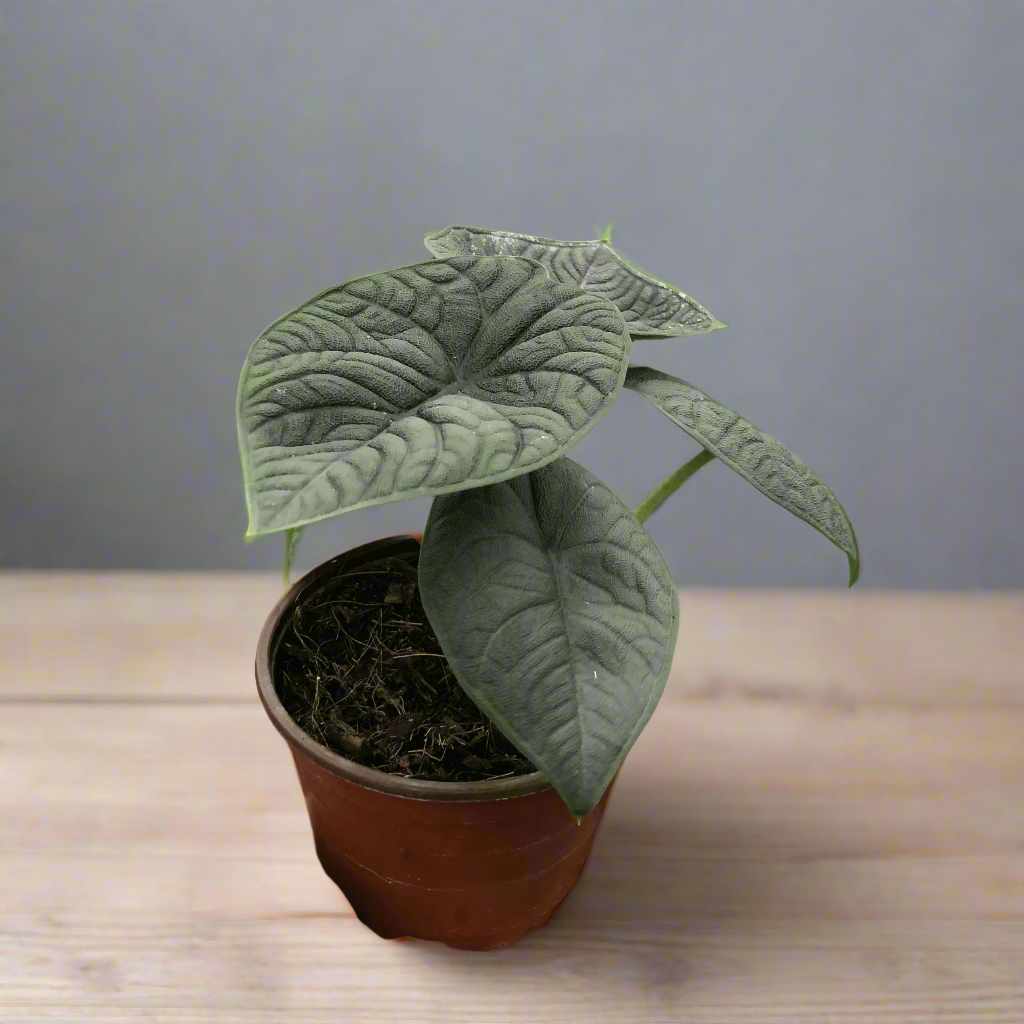 Alocasia Melo