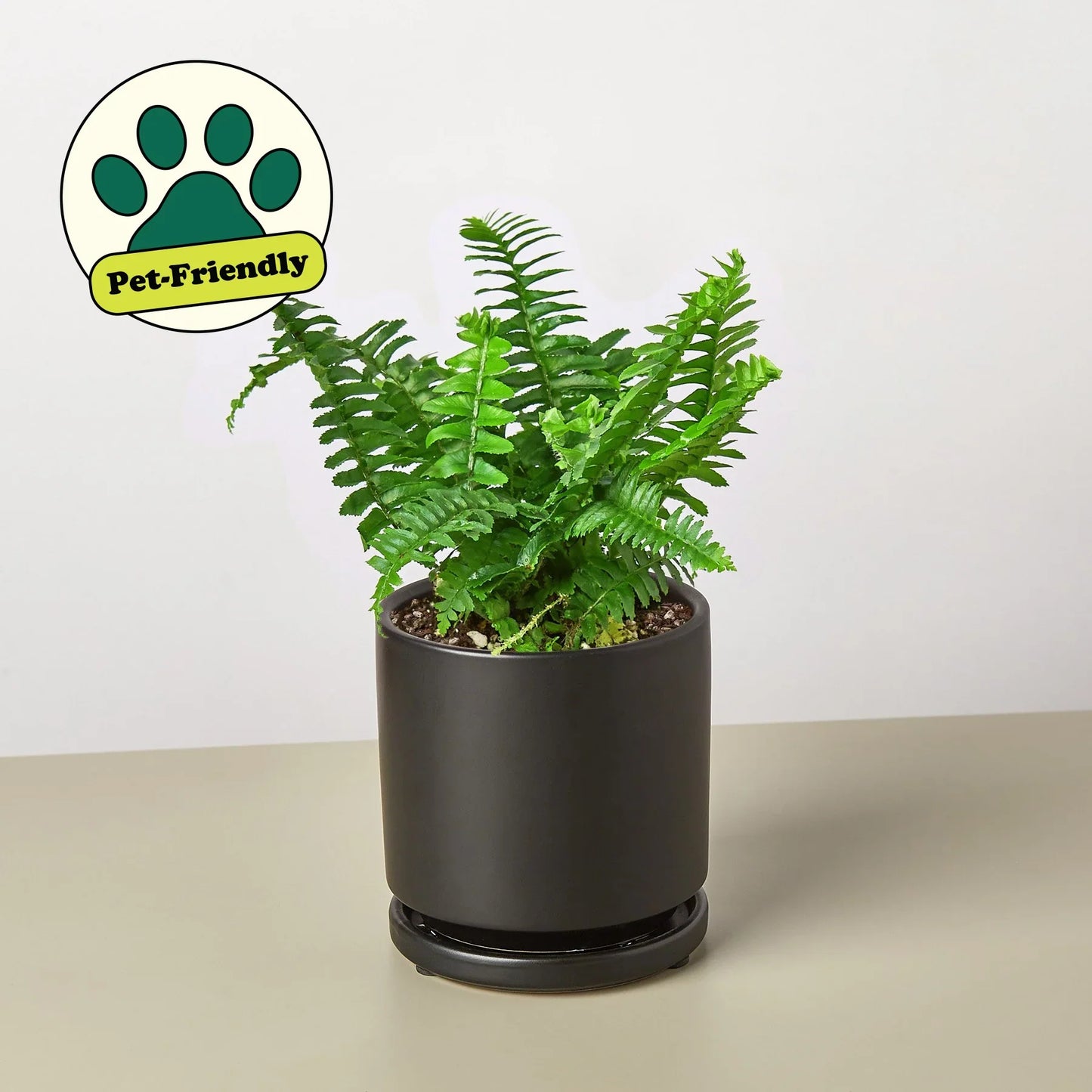 Jester's Crown Fern